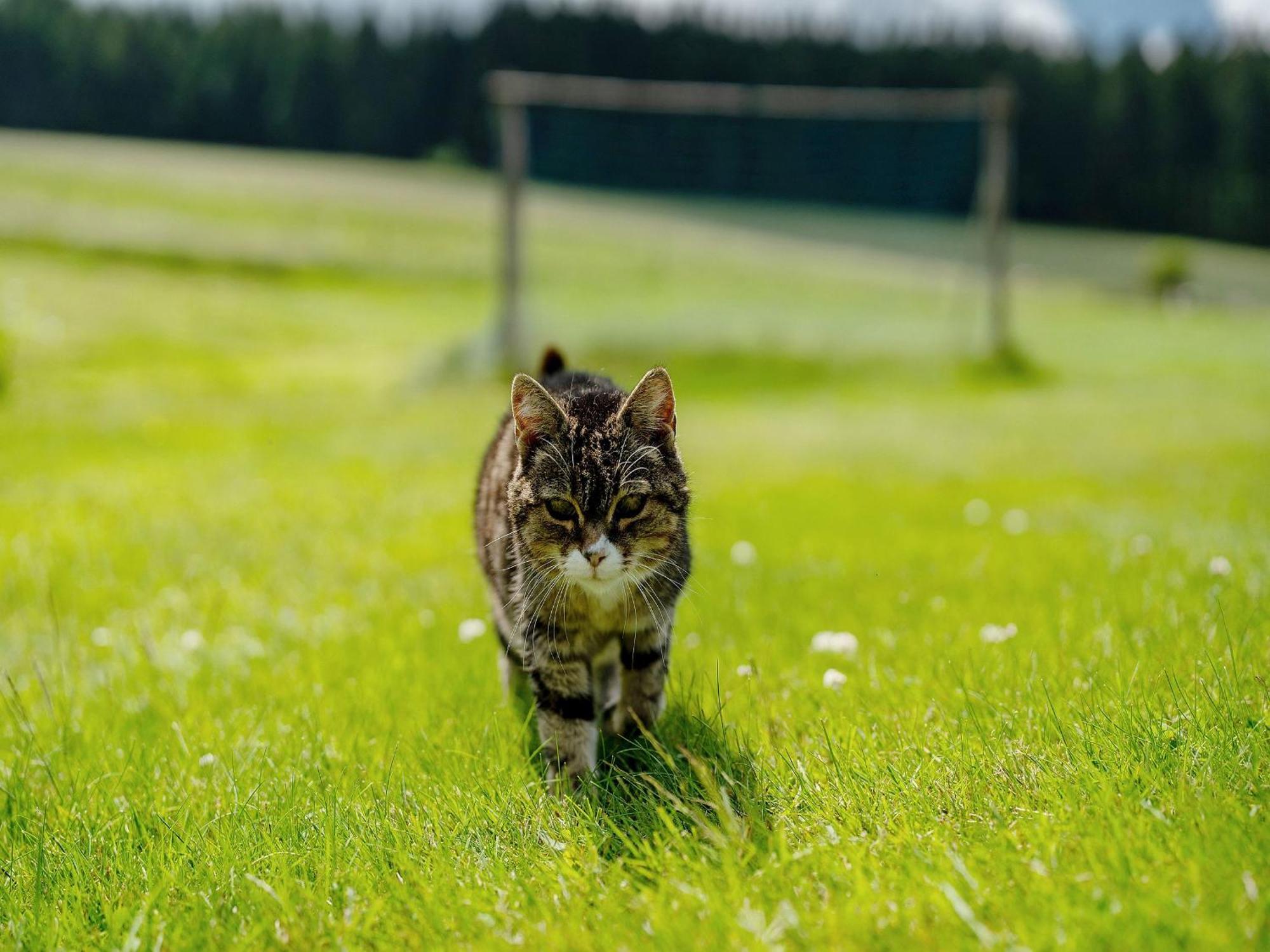 Ferienwohnungen Duffner Schonach im Schwarzwald Exterior foto